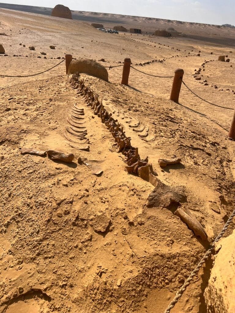 El Fayoum Desert wadi el hitan , captured with Egypt Tour Magic.