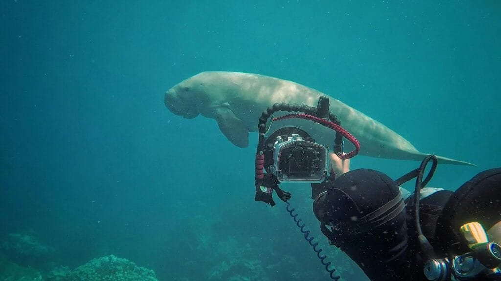 Dugongs with egypt tour magic