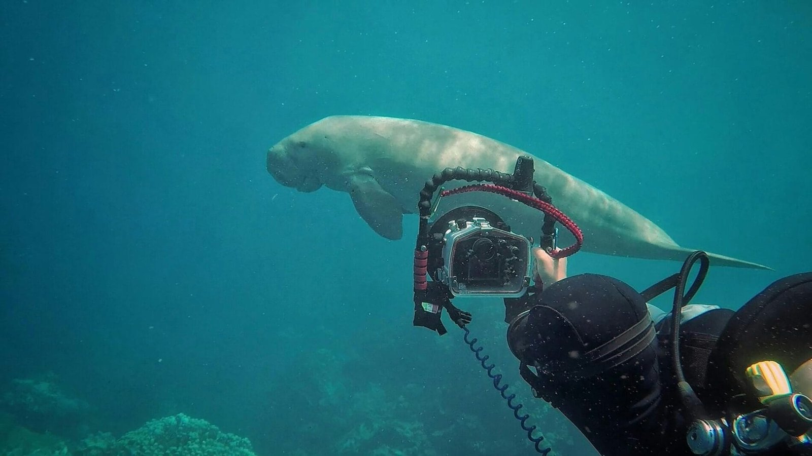 Dugong in the Red Sea, captured with Egypt Tour Magic.