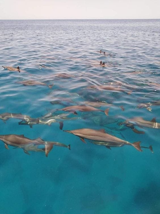 Dolphin House - Egypt tour magic