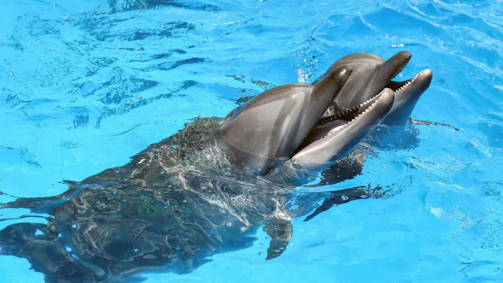 Dolphin Contact - Egypt tour magic