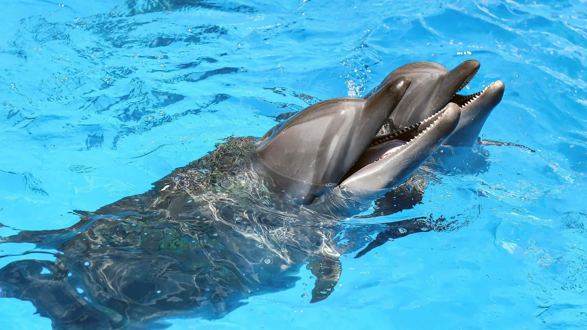 Dolphin Contact - Egypt tour magic