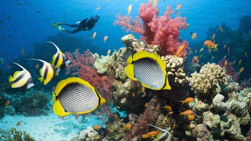 Explore the Red Sea's Underwater World
