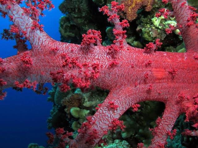 Explore the Spectacular Elphinstone Reef