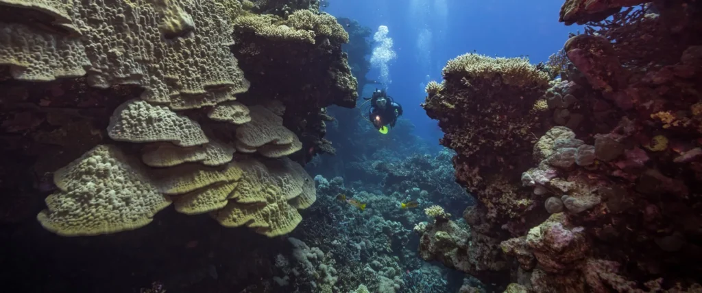 Explore the Spectacular Fury Shoals Reefs