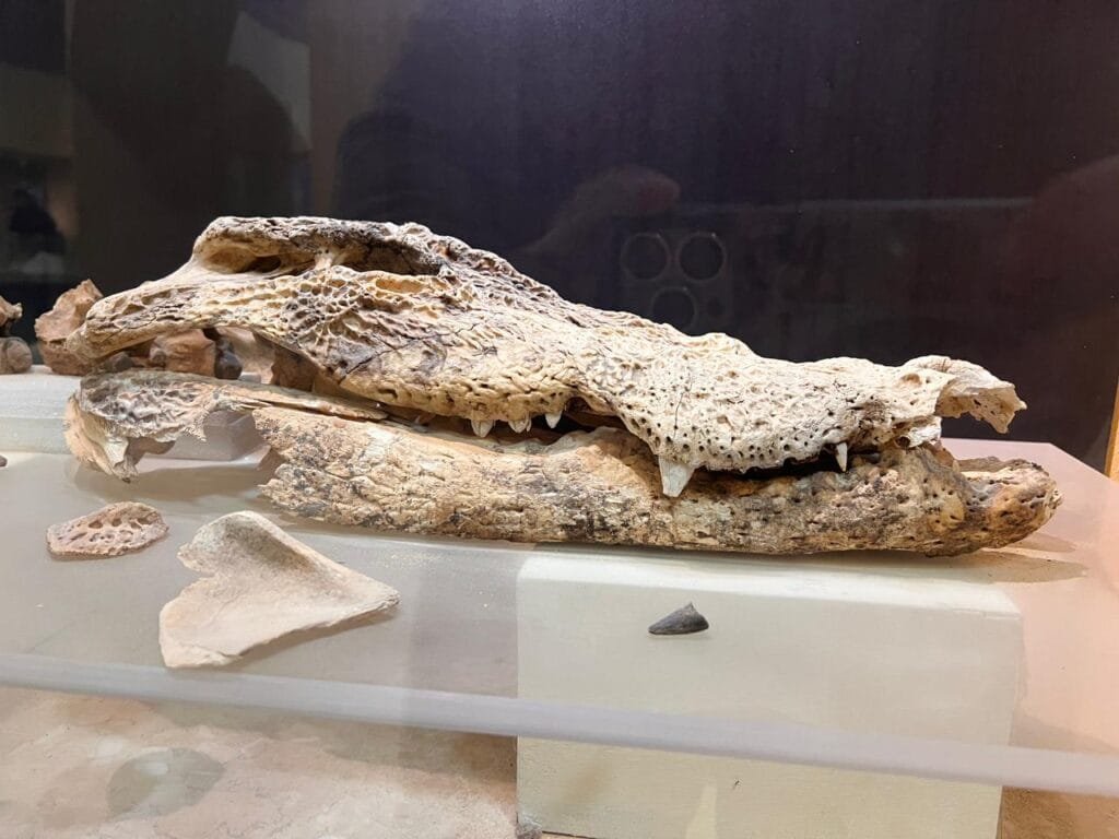 Wadi Al Hitan - Western Desert - Climate Change Museum El Fayoum