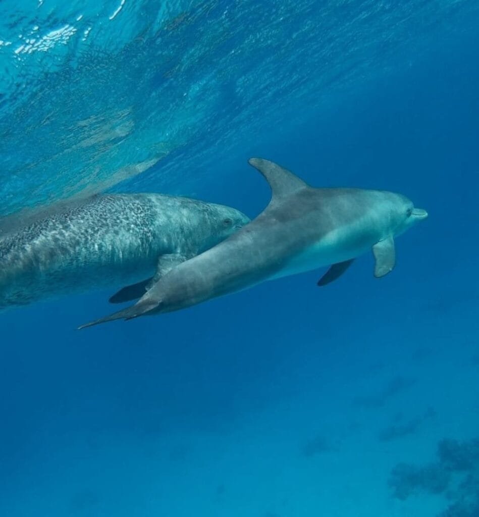 dolphen house - egypt tour magic