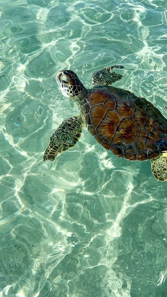 Marsa Alam Excursions From Safaga 1