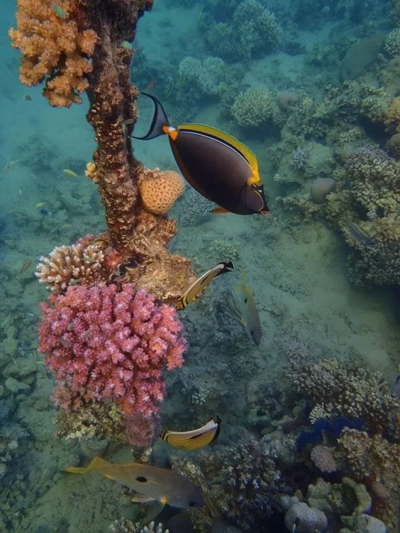 Marsa Alam Excursions From el quseir 1