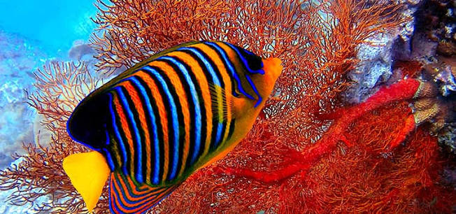 Colorful Reef Fish of the Red Sea