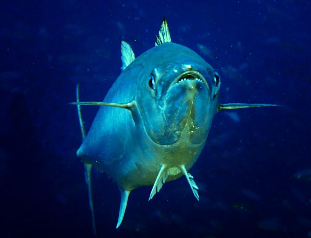 Common Fish Found in the Red Sea