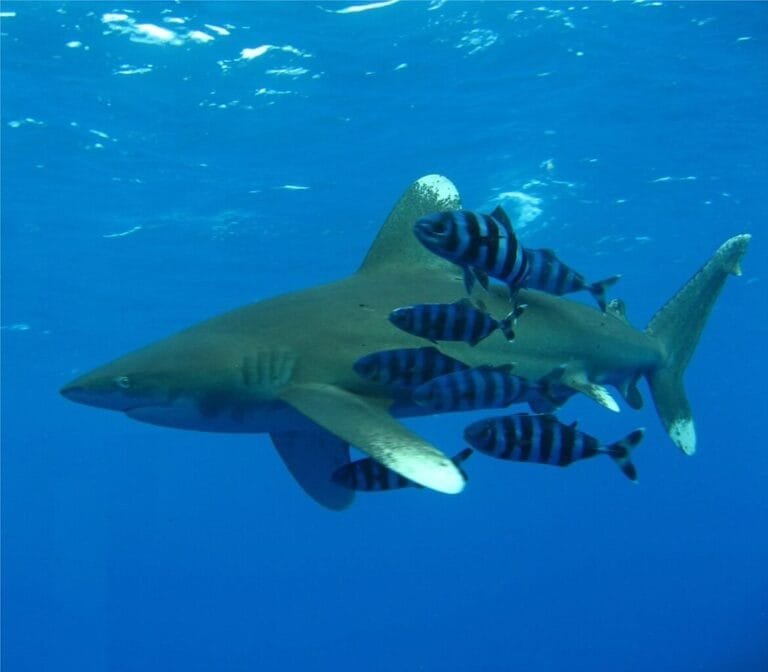Shark swimming in the Red Sea with Egypt Tour Magic.