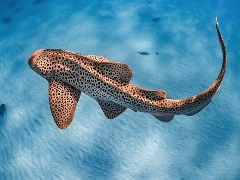 A fish swimming in the Red Sea with Egypt Tour Magic.