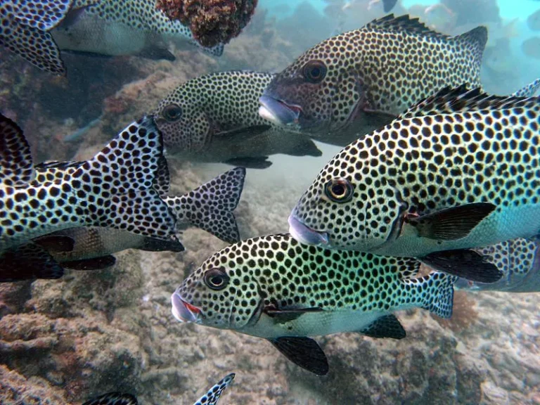 Many fish swimming in the Red Sea with Egypt Tour Magic.