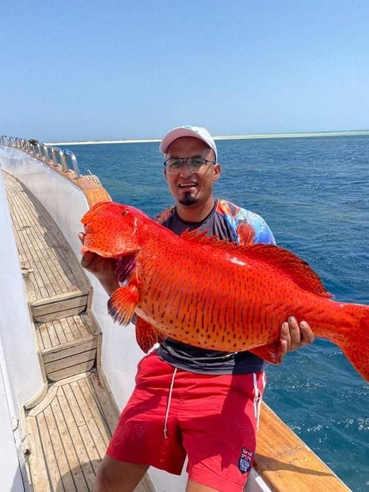 Large orange-naped fish in the Red Sea with Egypt Tour Magic.