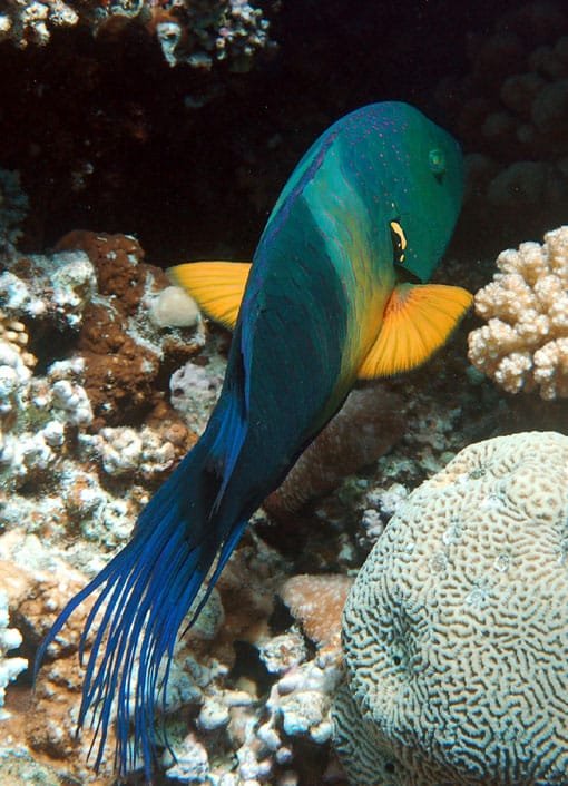 A fish swimming in the Red Sea, captured with Egypt Tour Magic.