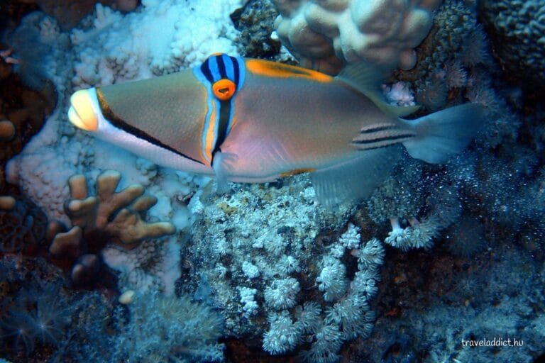 Picasso Triggerfish in the Red Sea with Egypt Tour Magic.