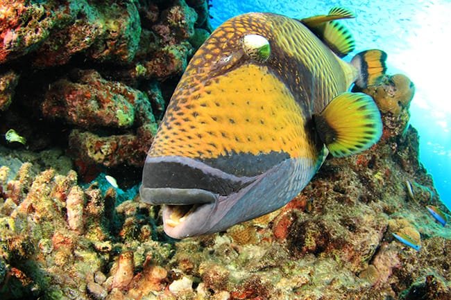 Colorful fish swimming in the Red Sea with Egypt Tour Magic.