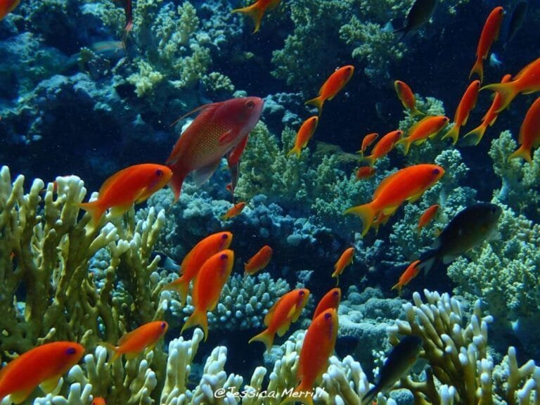 Stunning views of the Red Sea with Egypt Tour Magic.