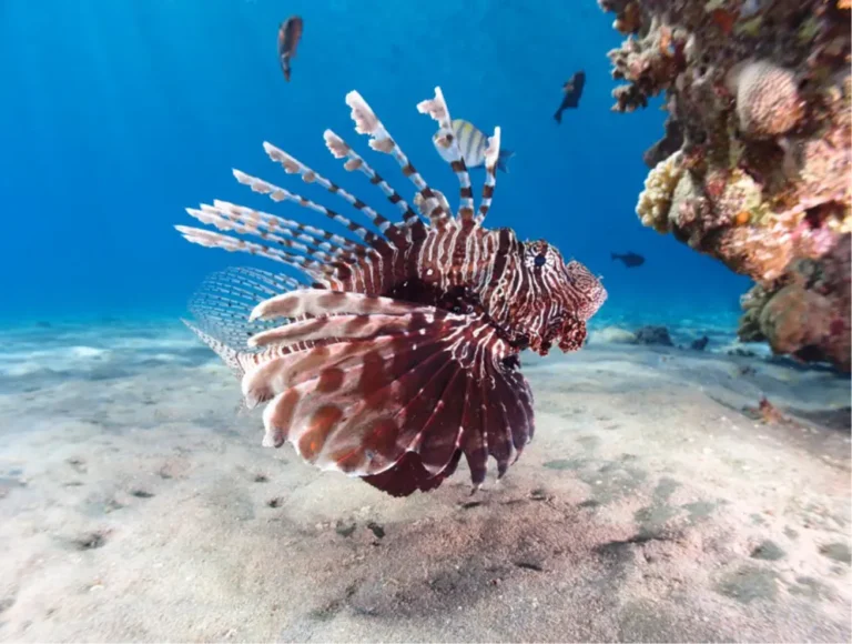 Red Dragon Fish in the Red Sea with Egypt Tour Magic.