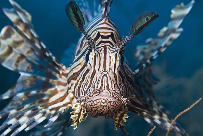 Red Dragon Fish in the Red Sea with Egypt Tour Magic.