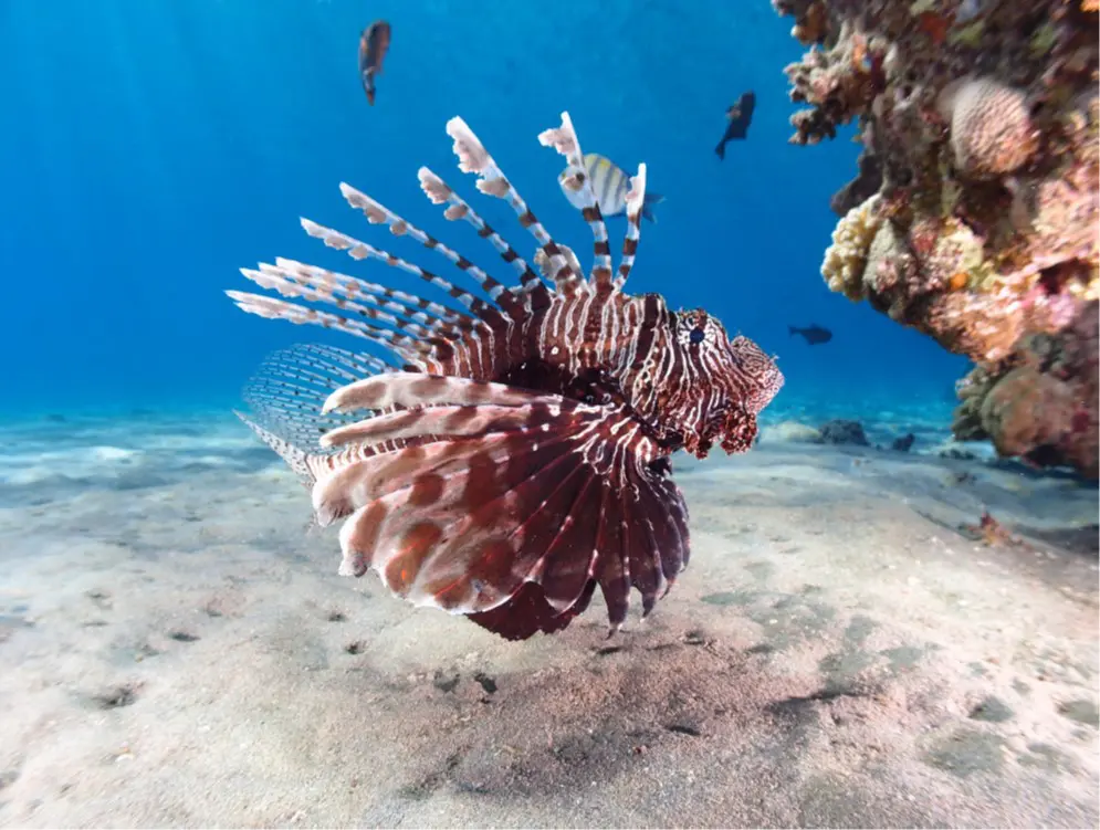 Red Dragon Fish in the Red Sea with Egypt Tour Magic.
