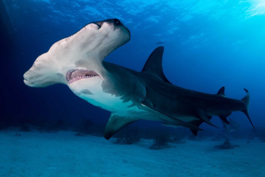 Hammerhead Sharks in the Red Sea