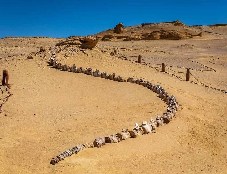 Wadi Al Hitan Valley of the Whales
