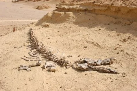 Wadi Al Hitan Valley of the Whales
