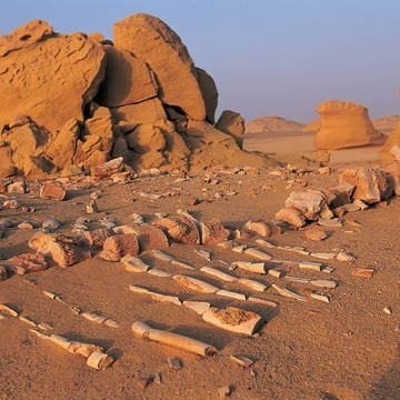 Wadi Al Hitan Valley of the Whales