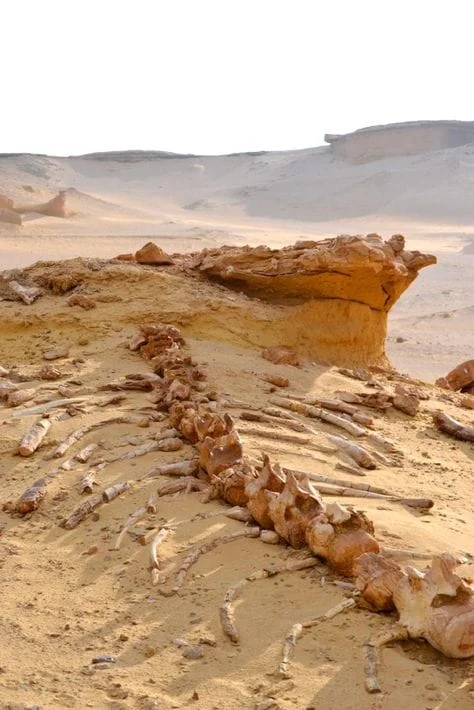 Wadi Al Hitan Valley of the Whales