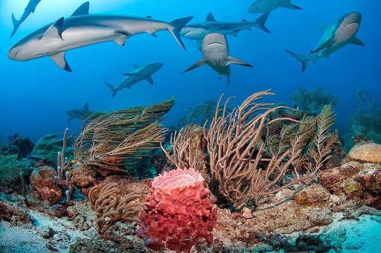 reef sharks