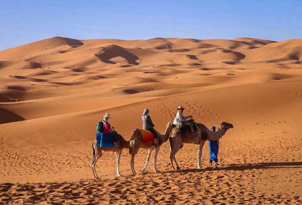 Camel Rides in the Desert