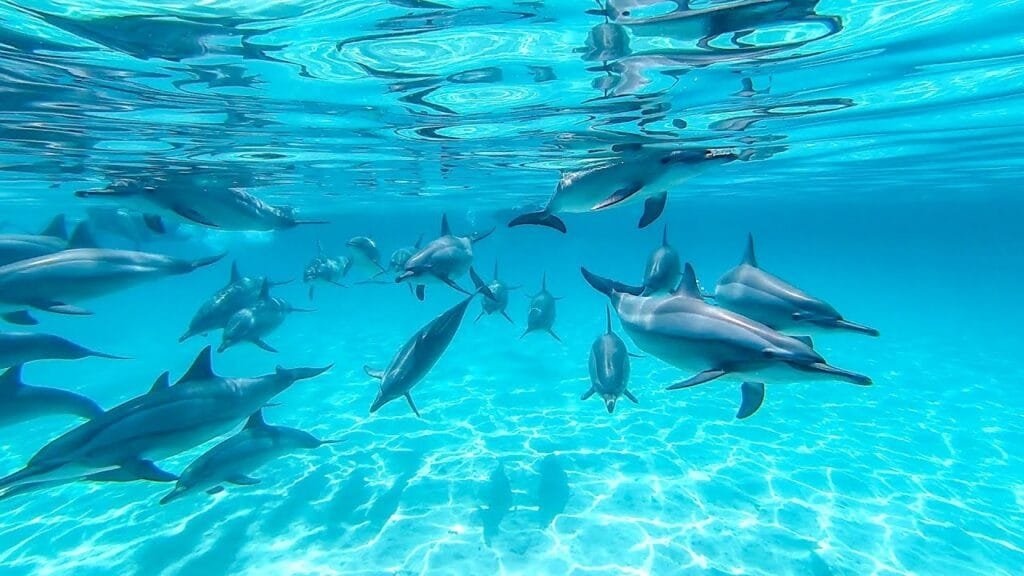 Dolphin- egypt tour magic