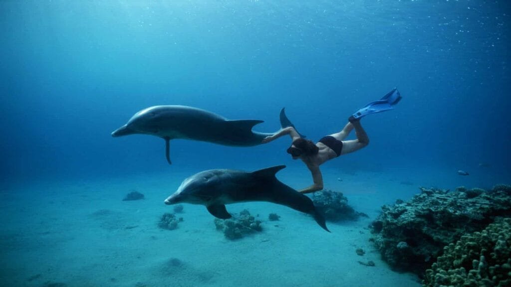 Dolphin House - Egypt tour magic