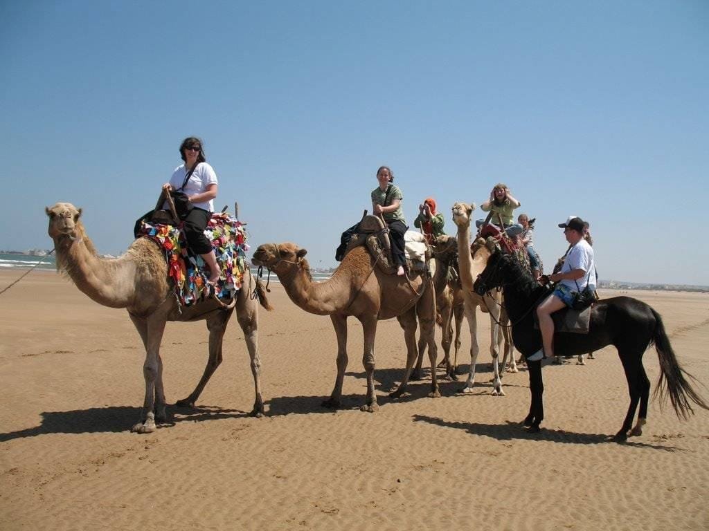Horse and Camel Riding