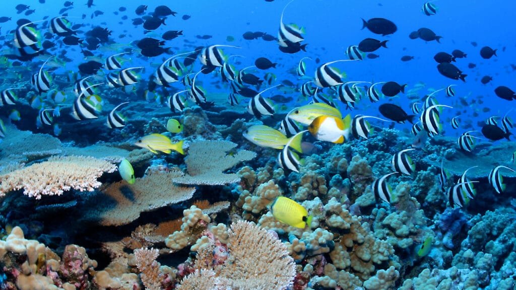Marine Life and Coral Reefs - Egypt tour magic