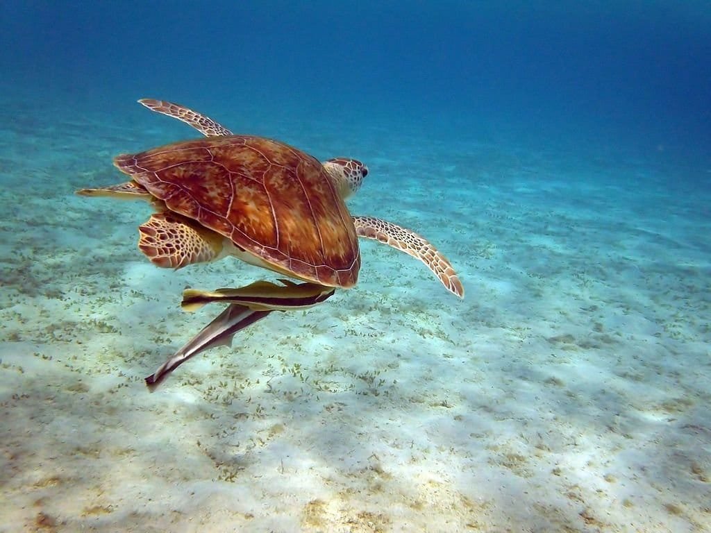 Marsa Alam the Hidden Gem of the Red Sea
