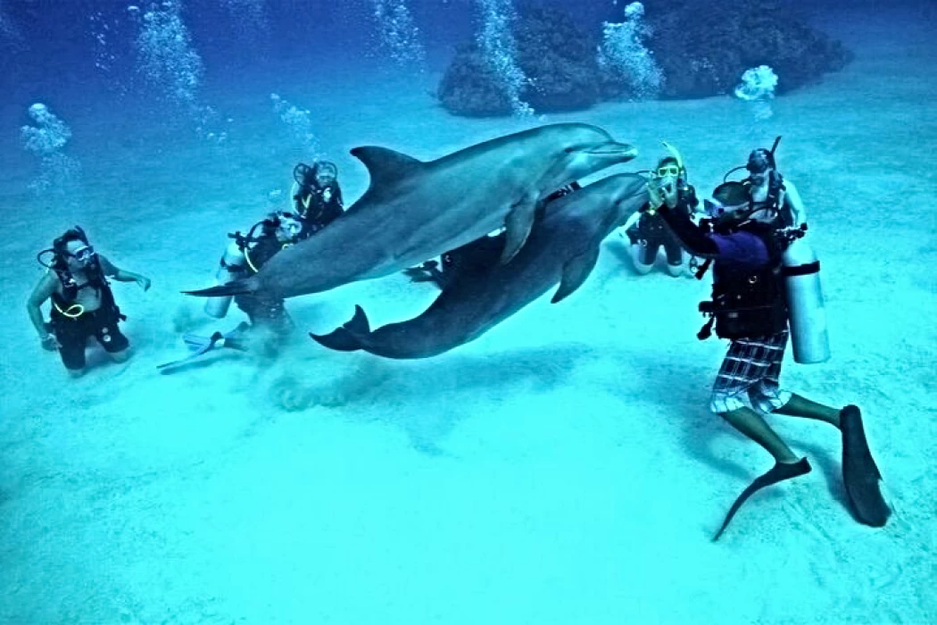 Samadai Reef (Dolphin House)