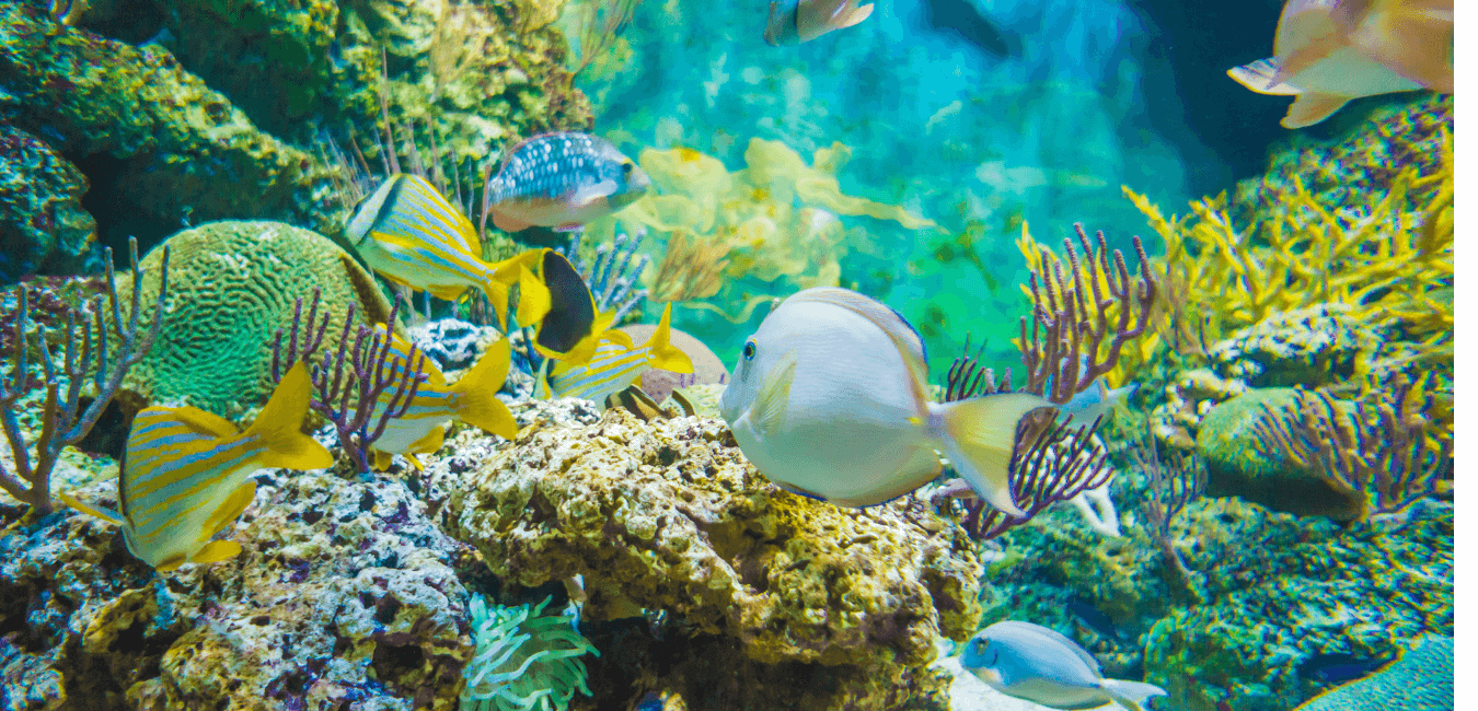 Snorkeling trip to Sharm El Naga bay from makadi bay