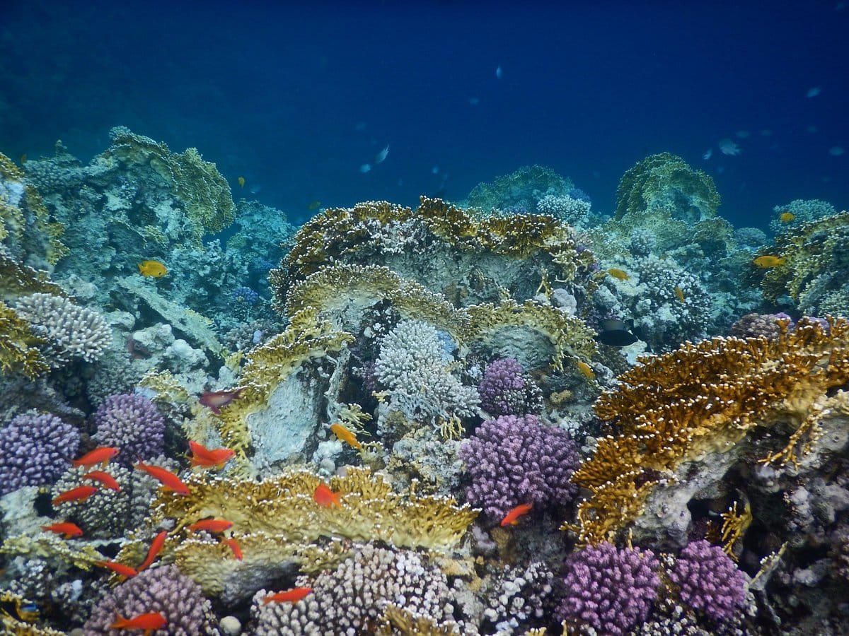 Snorkeling trip to Sharm El Naga bay from sahl hasheesh