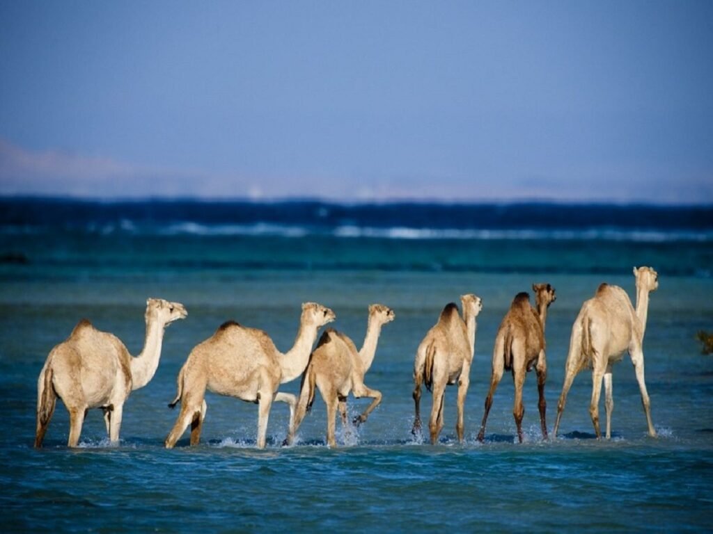 Wadi El Gemal from Marsa alam