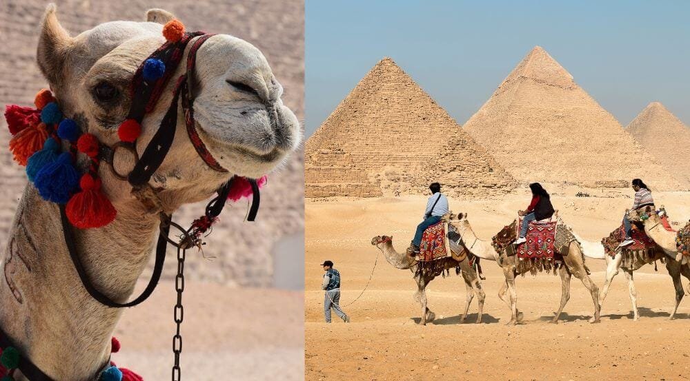 Sustainability and Camel Welfare