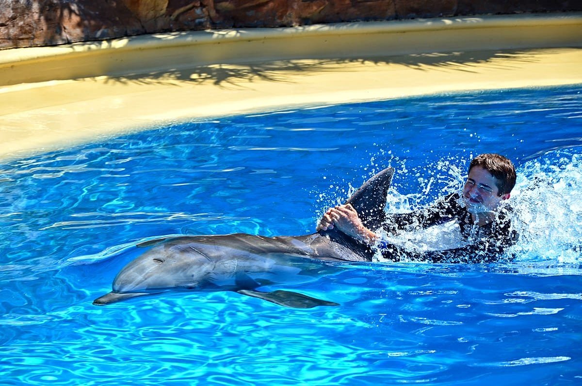 Swimming with Dolphins - Egypt tour magic