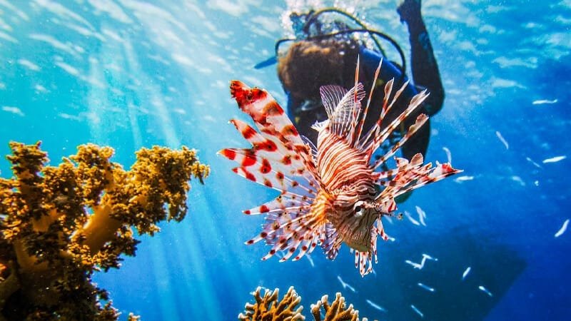 The Best Diving Courses in the Red Sea