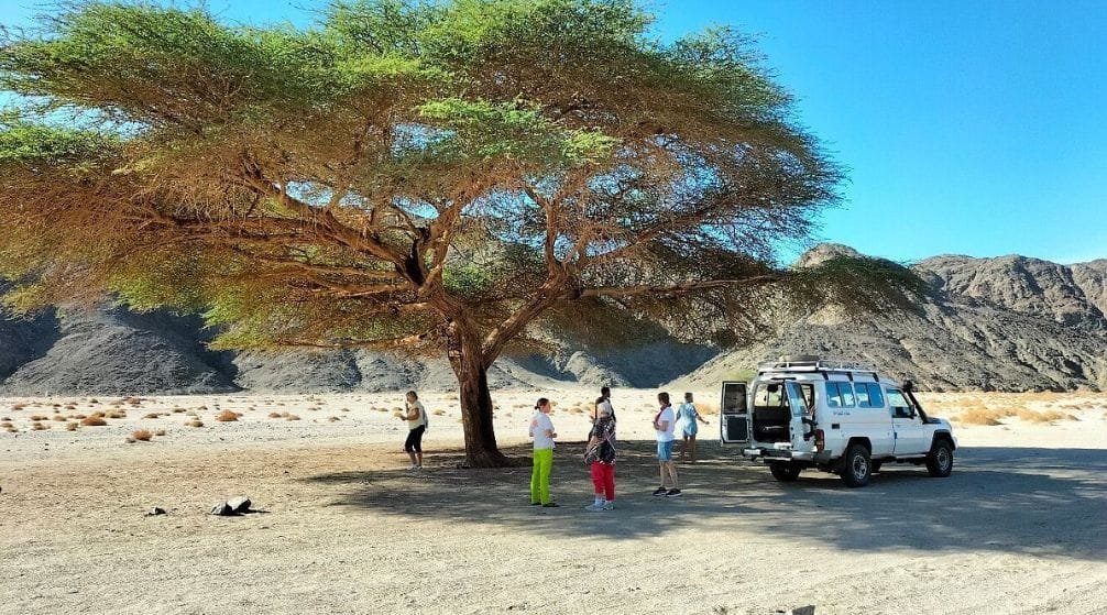 The Famous Acacia Tree and Desert Flora