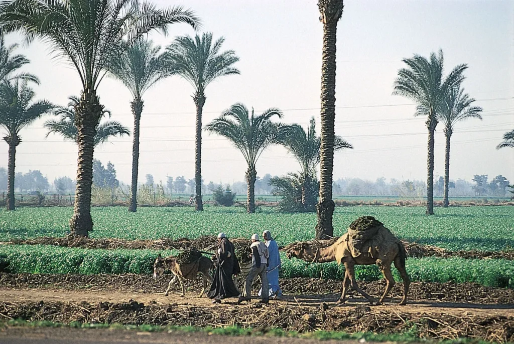 The Nile Delta Egypt’s Agricultural Powerhouse ancient egypt