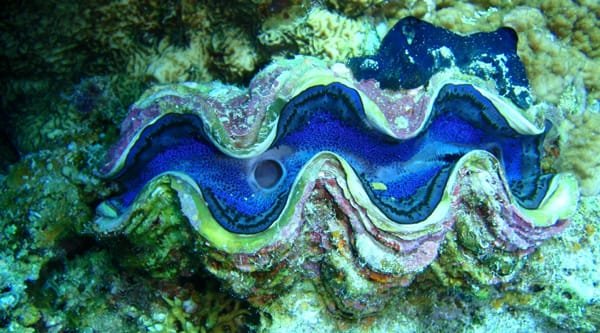 Unparalleled Marine Life in the Red Sea