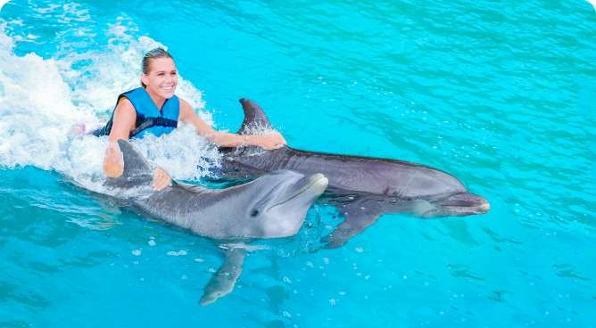 swimming with dolphins - Egypt tour Magic