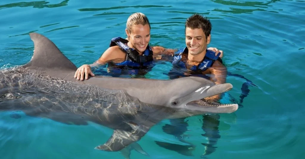 swimming with dolphins - Egypt tour Magic